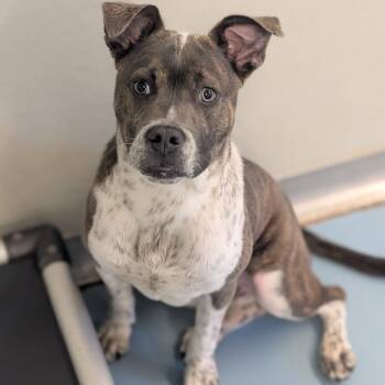 Pit Bull Terrier and Mixed Breed Dogs Available for Adoption in Brownsboro, Alabama - Mario | PetCurious