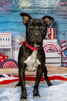 Elijah -  Terrier Dog for Adoption - Elijah | PetCurious