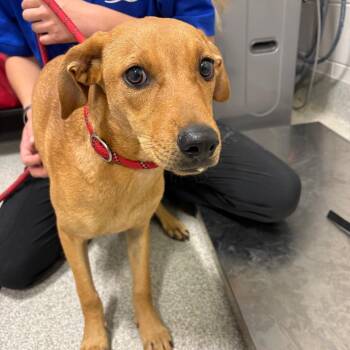 Sasha -  Mixed Breed Dog for Adoption in Englewood, Florida - Sasha | PetCurious