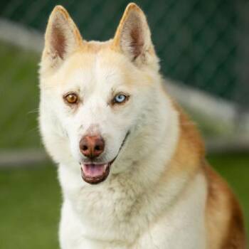 Siberian Husky Dogs Available for Adoption in Camarillo, California - FRENCH FRY | PetCurious