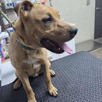 Labrador Retriever and Terrier Dogs Available for Adoption in Madisonville, Kentucky - King-Zeke | PetCurious