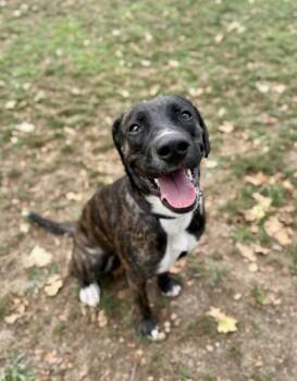 Marinara -  Mixed Breed Dog for Adoption in Roseburg, Oregon - Marinara | PetCurious