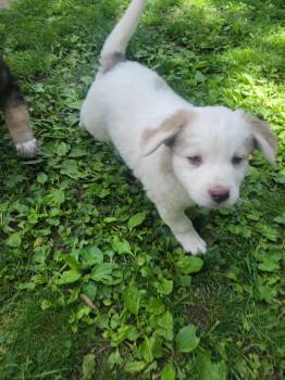 PHOEBE -  Australian Shepherd and Mixed Breed Dog for Adoption in Cincinnati, Ohio - PHOEBE | PetCurious