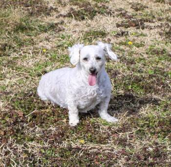 Poodle Dogs Available for Adoption - Zaraha | PetCurious