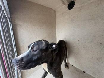 Pit Bull Terrier and Mixed Breed Dogs Available for Adoption in Oklahoma City, Oklahoma - A475225 | PetCurious