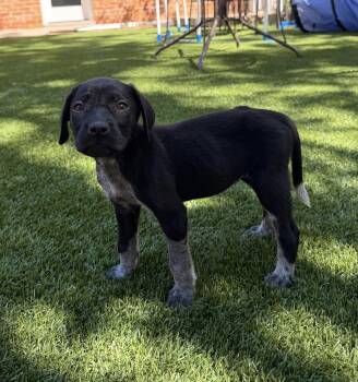 German Shorthaired Pointer Dogs Available for Adoption in Greenville, South Carolina - Maple | PetCurious