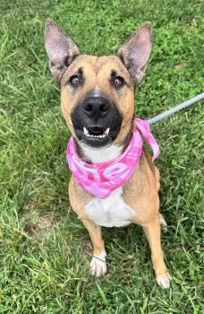 Raleigh -  Shepherd Dog for Adoption in Dickson, Tennessee - Raleigh | PetCurious
