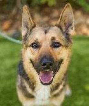 Sammy -  German Shepherd Dog Dog for Adoption in Fremont, California - Sammy | PetCurious