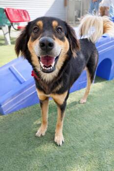 Shiba Inu and Australian Shepherd Dogs Available for Adoption - Moveon (Soi Dog) | PetCurious