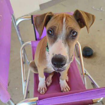 Rescue Mixed Breed Dogs for Adoption in Bend, Oregon - Bridget | PetCurious