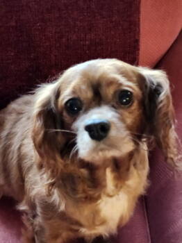 Rescue Cavalier King Charles Spaniel Dogs for Adoption in Brandon, South Dakota - Betsy | PetCurious