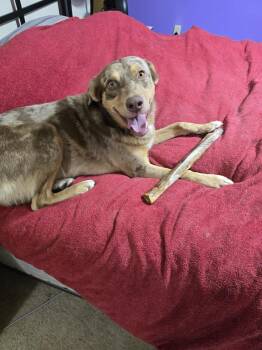 Rescue Catahoula Leopard Dog Dogs for Adoption in Springfield, Missouri - Inzo | PetCurious
