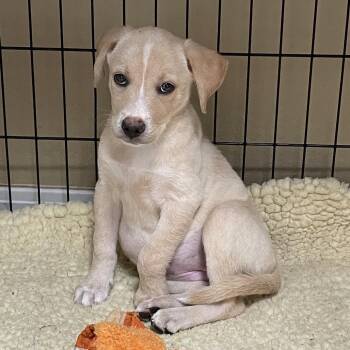 TX4160 Malia -  Terrier and Mixed Breed Dog for Adoption in Port Washington, New York - TX4160 Malia | PetCurious