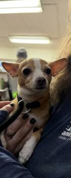 Rescue Mixed Breed Dogs for Adoption in Cincinnati, Ohio - Mercedes | PetCurious