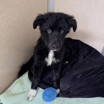 Hondo -  Border Collie and Great Pyrenees Dog for Adoption in Rifle, Colorado - Hondo | PetCurious