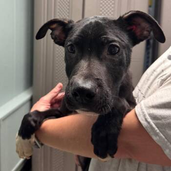 Jason -  Pit Bull Terrier and Mixed Breed Dog for Adoption in Columbia, Missouri - Jason | PetCurious