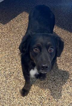 Macey -  Corgi Dog for Adoption in Hot Springs, South Dakota - Macey | PetCurious