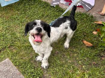 Freddie Miller -  Shih Tzu Dog for Adoption in Spring, Texas - Freddie Miller | PetCurious
