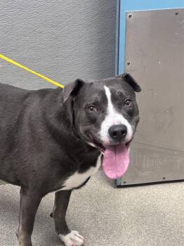 GRACE -  Pit Bull Terrier Dog for Adoption in Las Vegas, Nevada - GRACE | PetCurious