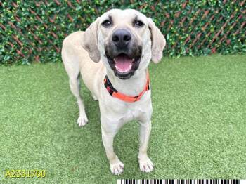 Mixed Breed Dogs Available for Adoption in West Palm Beach, Florida - BRIAN | PetCurious