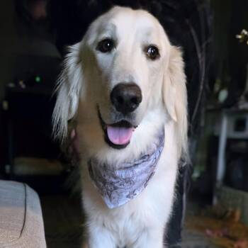 Great Pyrenees Dogs Available for Adoption - Dovie | PetCurious