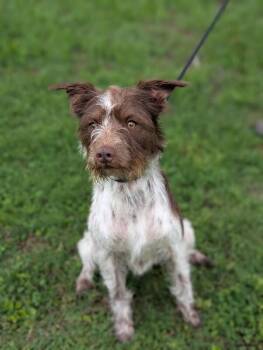 Goose -  Pointer and Wirehaired Terrier Dog Available for Adoption in Aiken, South Carolina - Goose | PetCurious