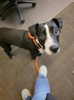 DIGGY -  Pit Bull Terrier Dog for Adoption in West Valley City, Utah - DIGGY | PetCurious
