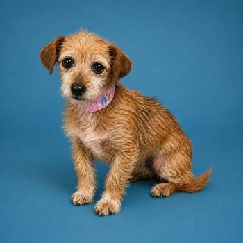 Wirehaired Terrier and Jack Russell Terrier Dogs Available for Adoption in San Diego, California - Dayan | PetCurious