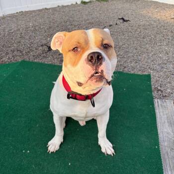 Tre Cool -  Pit Bull Terrier and Mixed Breed Dog for Adoption in Binghamton, New York - Tre Cool | PetCurious