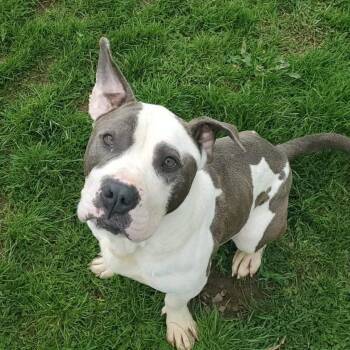 Blue -  Mixed Breed Dog for Adoption in Fairport, New York - Blue | PetCurious