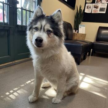 Kimmie -  Husky Dog for Adoption in Pasadena, California - Kimmie | PetCurious