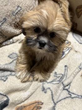 Harry 4.6 lbs -  Lhasa Apso Dog for Adoption in Antwerp, Ohio - Harry 4.6 Lbs | PetCurious