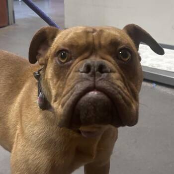 English Bulldog Dogs Available for Adoption in Yuma, Arizona - Potato | PetCurious