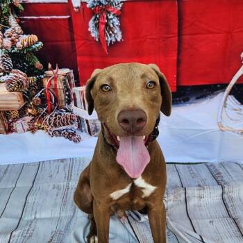Tony JuM -  Labrador Retriever and Pit Bull Terrier Dog for Adoption in Austin, Texas - Tony JuM | PetCurious