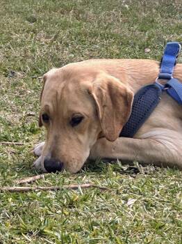 Rescue Yellow Labrador Retriever and Labrador Retriever Dogs for Adoption - Thor | PetCurious