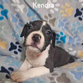 Kendra -  Terrier and Mixed Breed Dog for Adoption in Buffalo, Minnesota - Kendra | PetCurious