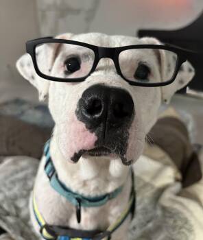 Rescue Mixed Breed Dogs for Adoption in Spring, Texas - Chance | PetCurious