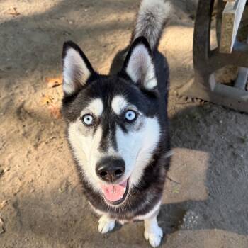 Waffles -  Siberian Husky Dog for Adoption in Brookhaven, New York - Waffles | PetCurious