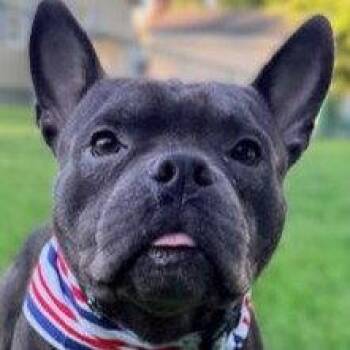 Benny -  French Bulldog Dog for Adoption in Framingham, Massachusetts - Benny | PetCurious