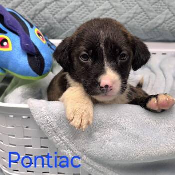 Shepherd and Mixed Breed Dogs Available for Adoption in Jacksboro, Tennessee - Pontiac | PetCurious