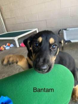 Bantam -  Mixed Breed Dog for Adoption in Hobart, Indiana - Bantam | PetCurious