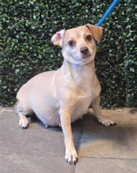 61142921 -  Chihuahua and Mixed Breed Dog for Adoption in El Paso, Texas - 61142921 | PetCurious