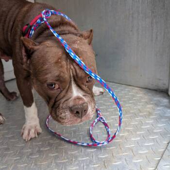 Nelly -  Mixed Breed Dog for Adoption in Greensboro, North Carolina - Nelly | PetCurious