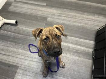 ONYX -  Mixed Breed Dog for Adoption in Charlotte, North Carolina - ONYX | PetCurious