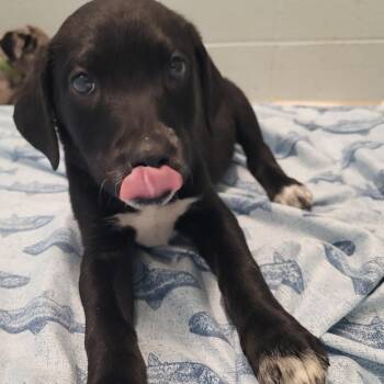 Catahoula Leopard Dog and Mixed Breed Dogs Available for Adoption - Ebony 8528 | PetCurious