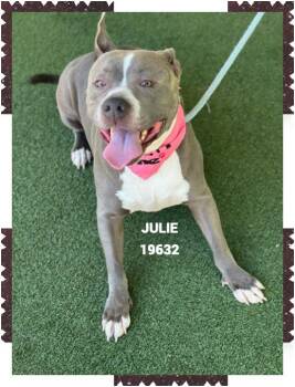JULIE -  Pit Bull Terrier Dog for Adoption in Marietta, Georgia - JULIE | PetCurious