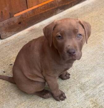 Labrador Retriever and Black Mouth Cur Dogs Available for Adoption - Cindee | PetCurious