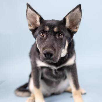 Shepherd Dogs Available for Adoption in Portland, Oregon - Raven | PetCurious