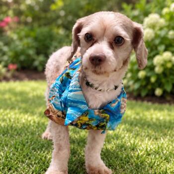 Max -  Poodle and Mixed Breed Dog for Adoption in Poinciana, Florida - Max | PetCurious
