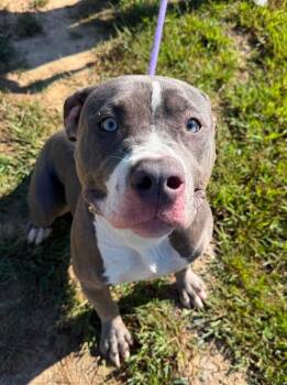Luna (ID 53150) -  Pit Bull Terrier Dog for Adoption in Manassas, Virginia - Luna (ID 53150) | PetCurious